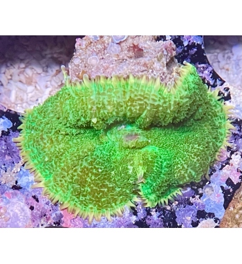 Rhodactis inchoata green