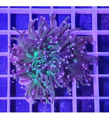 Euphyllia glabrescens green torch pink tips