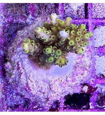 Acropora microlados Pikachu