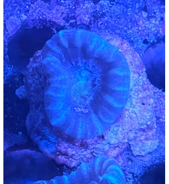 Caulastrea blue