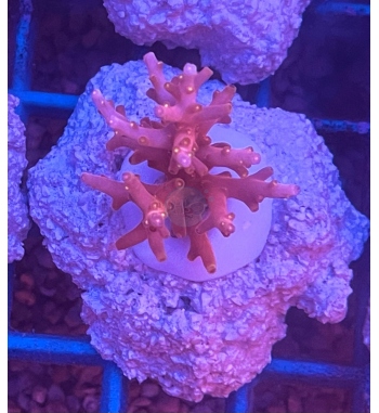 Acropora red dragon with yellow polyps