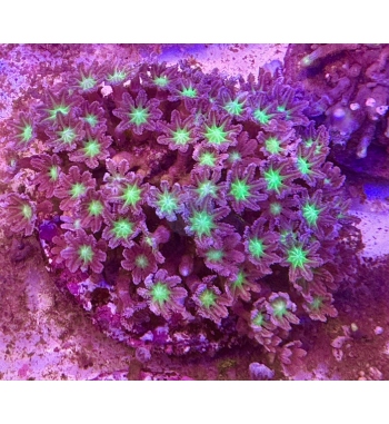 Clavularia green fluo