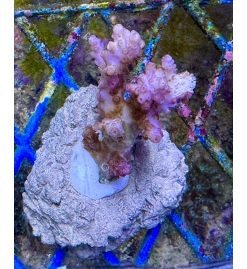Acropora plana purple