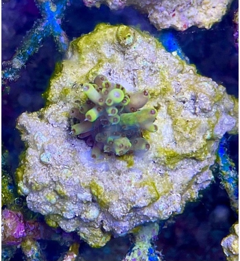 Acropora pikachu green fluo