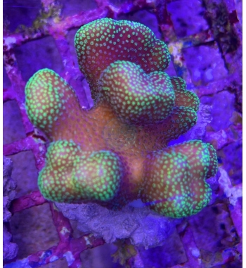Stylopora red green
