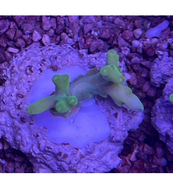 Acropora deepwater green fluo