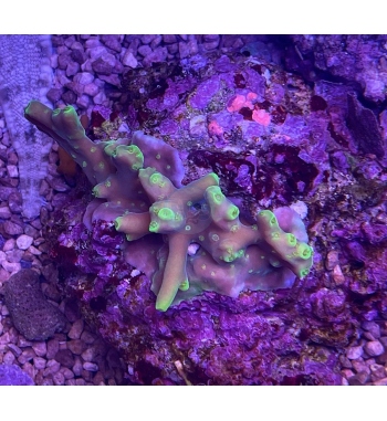 Acropora caroliniana deepwater green fluo
