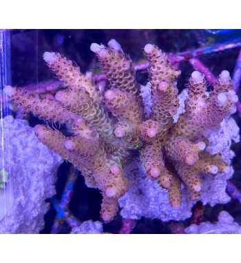Acropora yachynthus red green