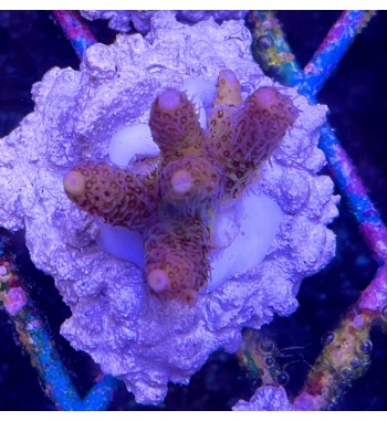 Acropora yachynthus red planet
