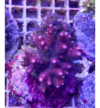 Acropora millepora super purple