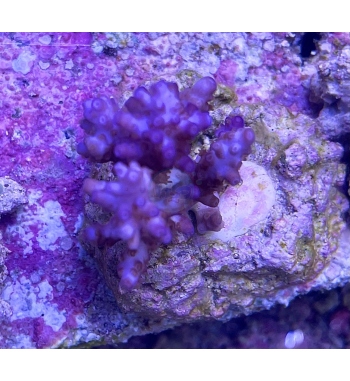 Acropora Plana purple