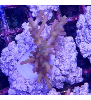 Acropora Especiosa Deep sea water