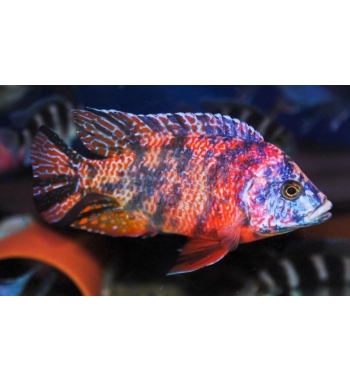 Aulonocara calico Fire Red