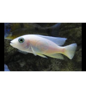 Haplochromis fryeri "Snow White"