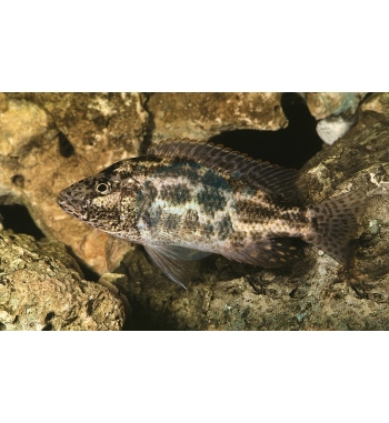 Haplochromis polystigma