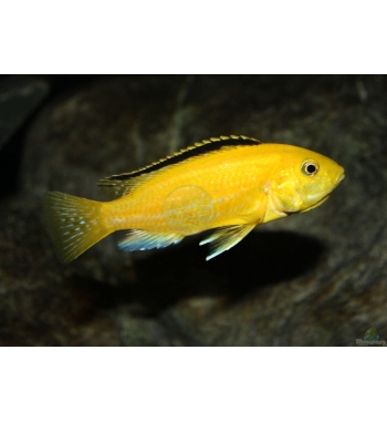 Labidochromis yellow kakusa