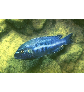 Melanochromis brevis
