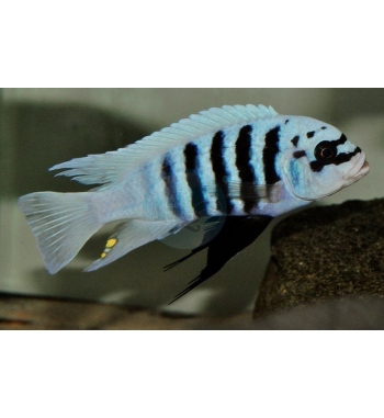 Metriaclima sp. Zebra Chilumba