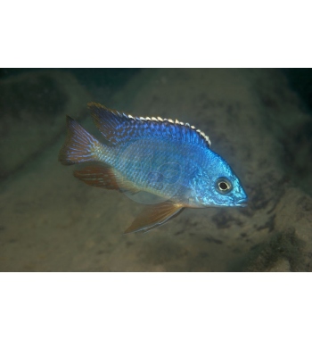 Protomelas taeniolatus