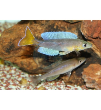 Cyprichromis leptosoma Kigoma