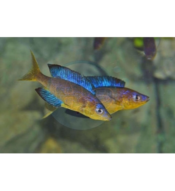 Cyprichromis microlepidotus Karilani