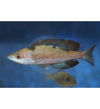 Cyprichromis microlepidotus Kigoma