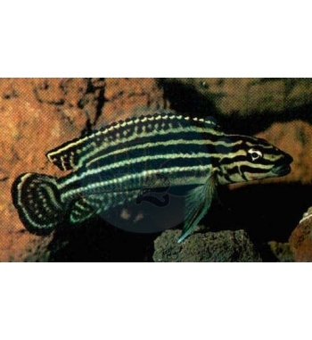 Julidochromis regani Kachese