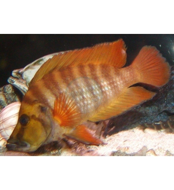 Lamprologus compressiceps Red fin