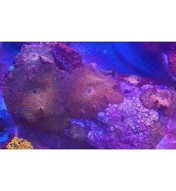 Discosoma