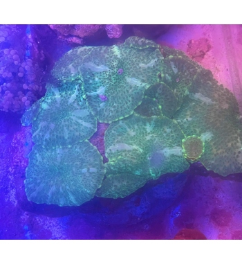 Discosoma