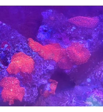 Discosoma