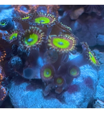 Zoanthus candy apple