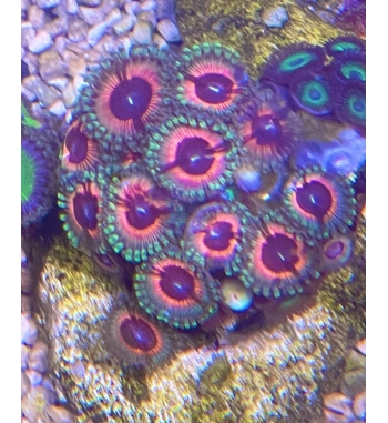 Zoanthus candy apple