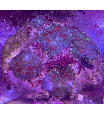 Rodachtys disk multipolyps