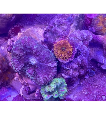 Ricordea disk multipolyps