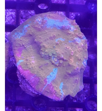 Chalice coral