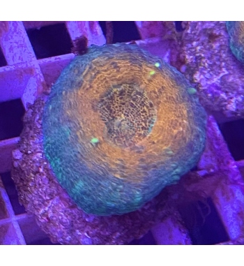 Lobophyllia corimbosa