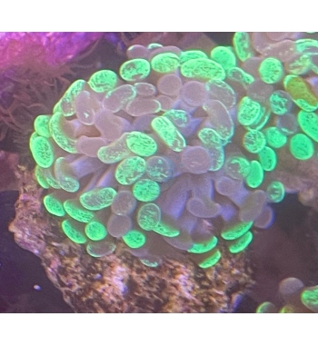 Euphyllia parancora bicolor