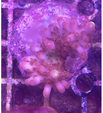Acropora Jason fox