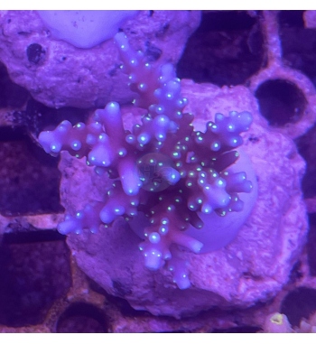 Acropora Walindii blue dragon