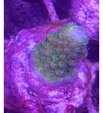 Acropora Humilis multicolor