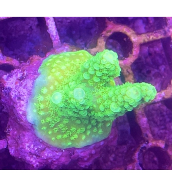 Acropora Florida yellow