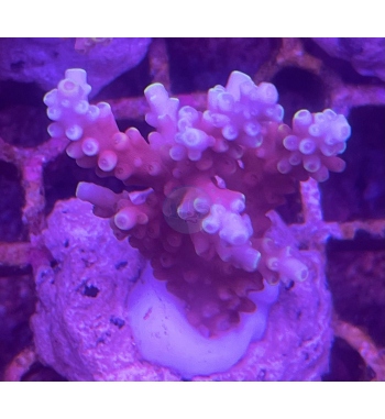 Acropora Latistella bali short cake