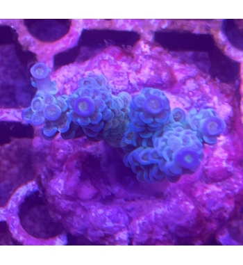 Acropora Tenuis blue