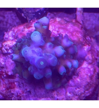 Acropora Gomezi