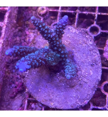 Acropora hoksemai
