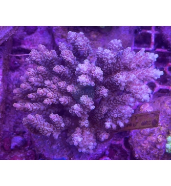 Acropora Microlados