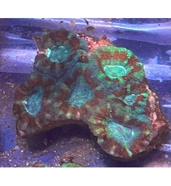 Achantastrea lordowensys