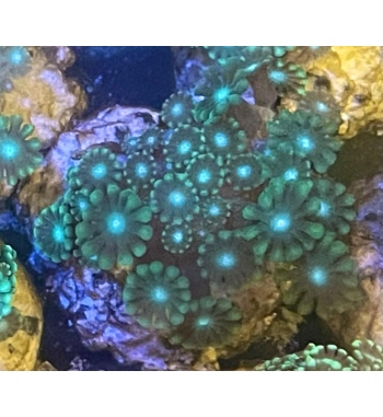 Alveopora