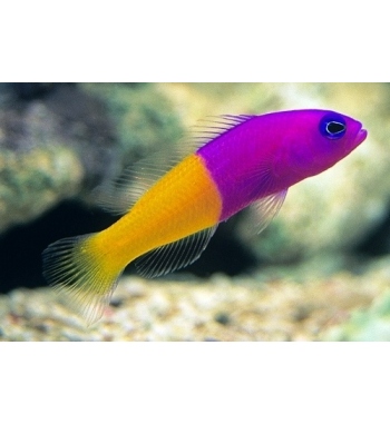 Pseudochromis paccagnellae